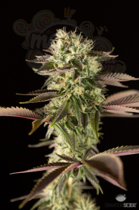 DINAFEM - Remo Chemo