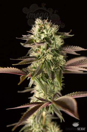 DINAFEM - Remo Chemo