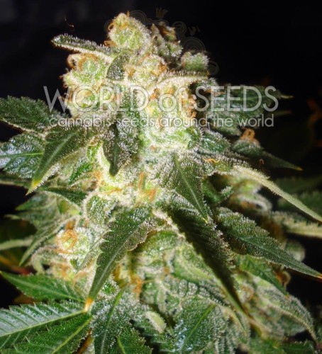 WORLD OF SEEDS - Pakistan Ryder