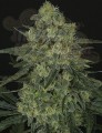 RIPPER SEEDS - Criminal +