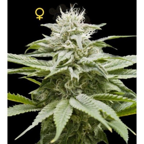 DNA GENETICS - Island