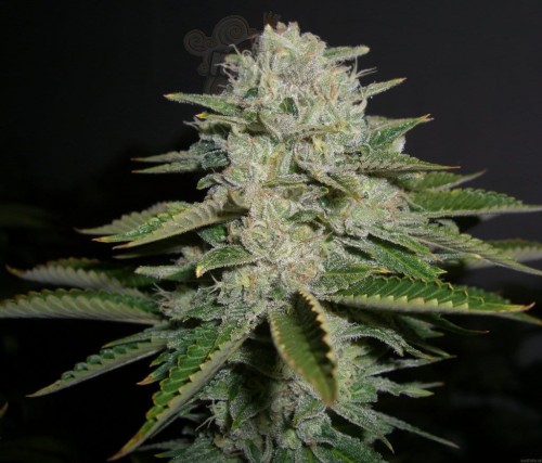 RESERVA PRIVADA - Sour Diesel