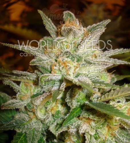 WORLD OF SEEDS - Star 47