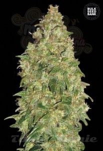 BULK SEED BANK - Dubai Poison
