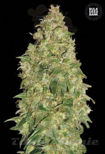 BULK SEED BANK - Dubai Poison