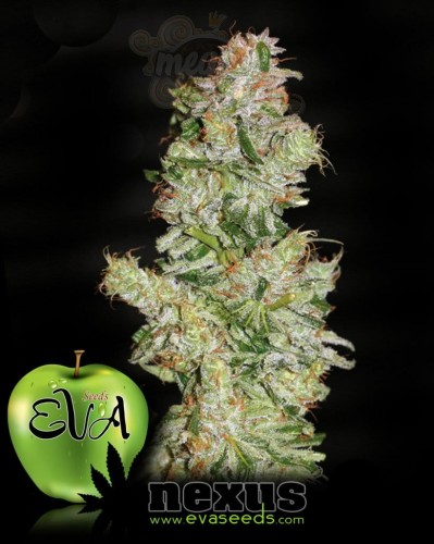 EVA SEEDS - Nexus
