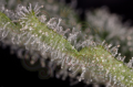 DINAFEM - Haze 2.0 Autoflowering
