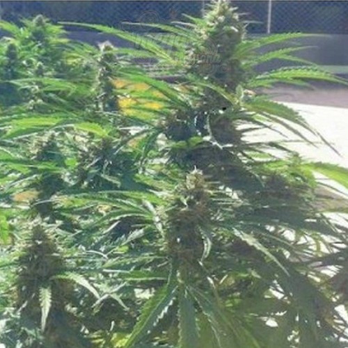 BIOHAZARD SEEDS - Auto Power