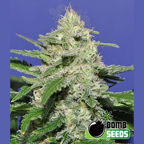 BOMB SEEDS - Widow Bomb
