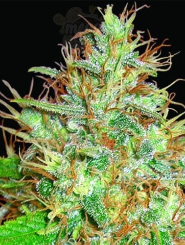 WORLD OF SEEDS - Afghan Kush x Skunk