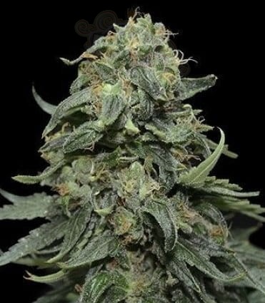 KALASHNIKOV SEEDS - Kabul Express