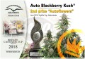 DUTCH PASSION - Auto Blackberry Kush®