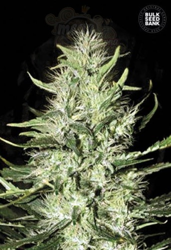 BULK SEED BANK - Auto Mazar Extra
