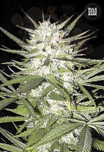 BULK SEED BANK - Early Top Skunk