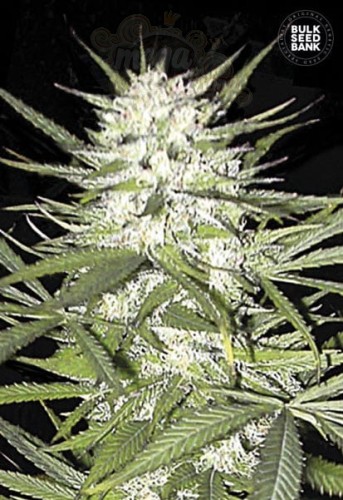 BULK SEED BANK - Early Top Skunk
