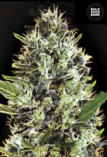 BULK SEED BANK - Auto Sunmango