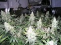 NIRVANA - White Widow