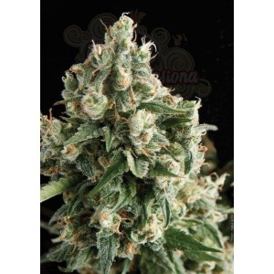 PYRAMID SEEDS - Lennon