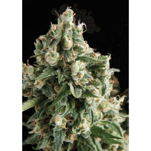 PYRAMID SEEDS - Lennon