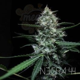 R-KIEM SEEDS - Negra 44