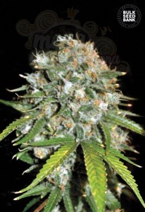 BULK SEED BANK - Skunk#99