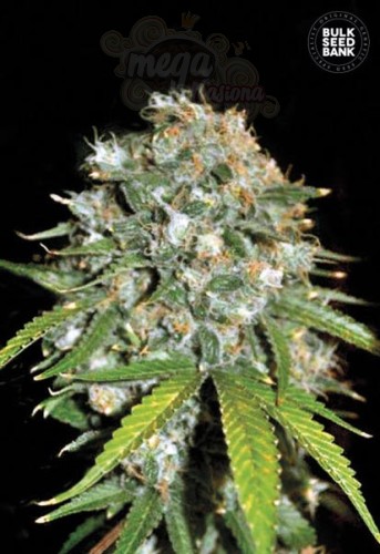 BULK SEED BANK - Skunk#99