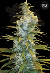 BULK SEED BANK - Northern Light