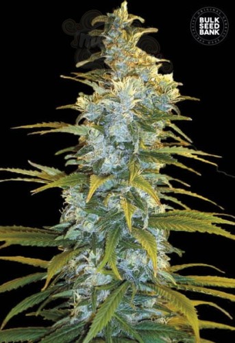 BULK SEED BANK - Northern Light