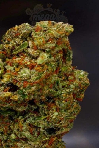 SOMA SEEDS - Lavender
