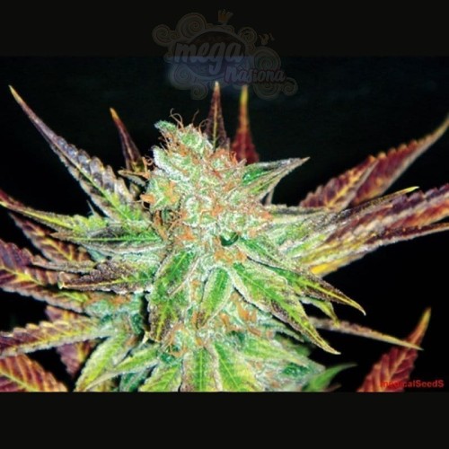 MEDICAL SEEDS - Prozack