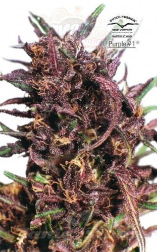 DUTCH PASSION - Purple #1