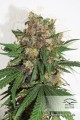 DUTCH PASSION - Master Kush