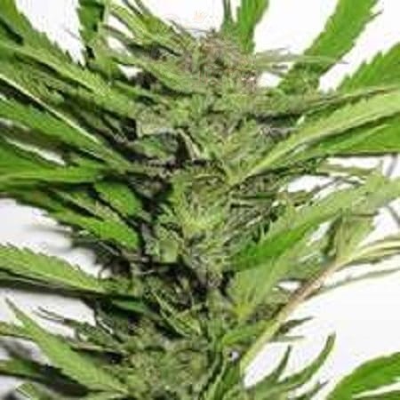 KC BRAINS - Afghani Special