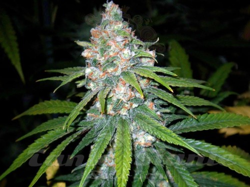 Super Lemon Haze