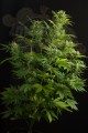 DINAFEM - Haze XXL Auto