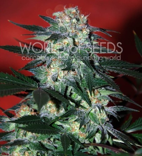 WORLD OF SEEDS - Delirium