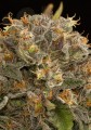DINAFEM - Blue Kush