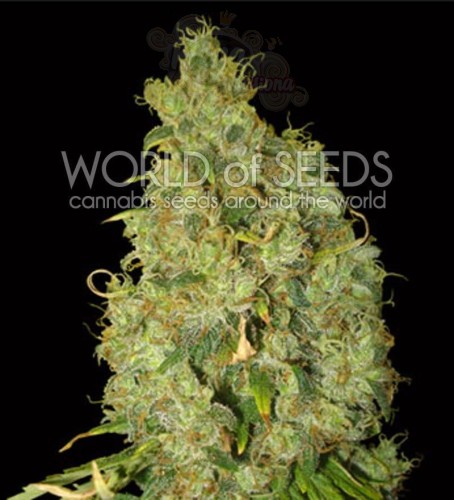 WORLD OF SEEDS - Northern Light X Skunk