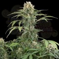 DINAFEM - Blue Thai