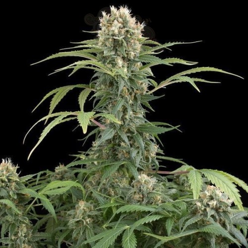 DINAFEM - Blue Thai