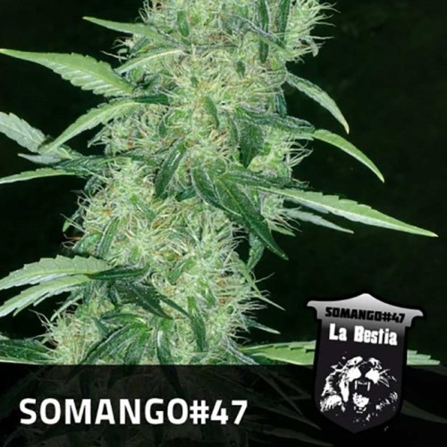 POSITRONICS - Somango 47