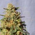 KANNABIA SEED - White Domina