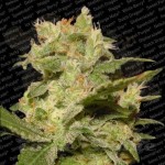 PARADISE SEEDS - Auto Jack