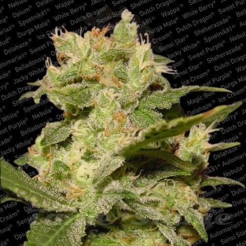 PARADISE SEEDS - Auto Jack