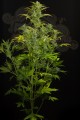 DINAFEM - Blue Amnesia XXL Auto