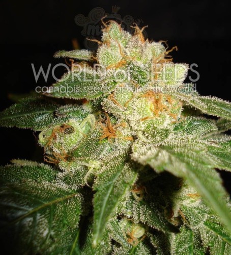 WORLD OF SEEDS - Privilege