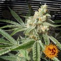 BARNEY’S FARM - Pineapple Chunk