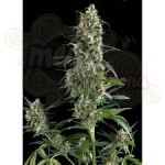 PYRAMID SEEDS -  Amnesia Gold