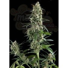 PYRAMID SEEDS -  Amnesia Gold