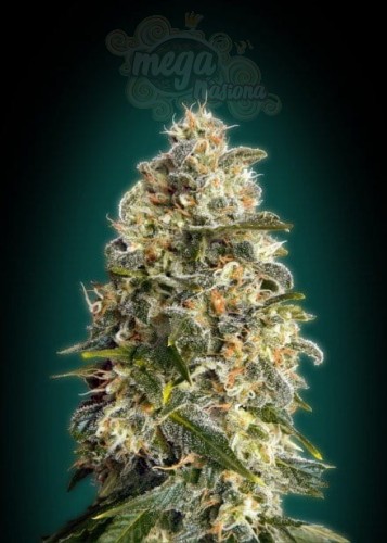 ADVANCED SEEDS - Heavy Bud